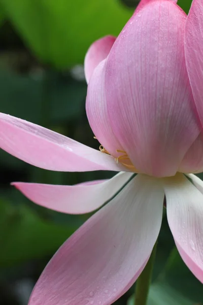 Bela flor de lótus, flores de lótus no lago, beleza — Fotografia de Stock