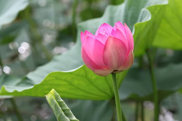 Flor de lótus, flores de lótus no lago, beleza — Fotografia de Stock