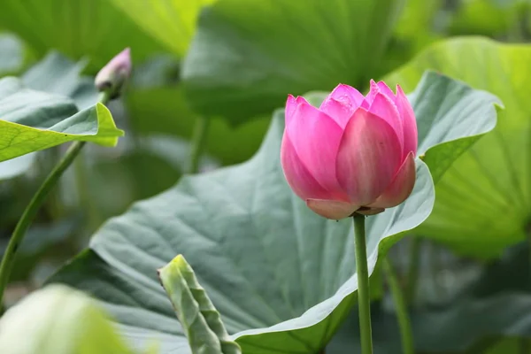 Flor de lótus e folhas, flores de lótus no lago, beleza — Fotografia de Stock