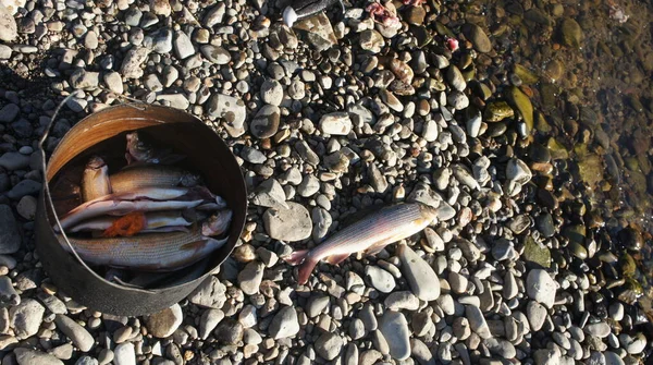 caught fish on a mountain river, grayling ear, pot