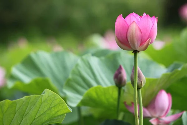 Pink Lotus, Lotus flowers on the lake, beauty