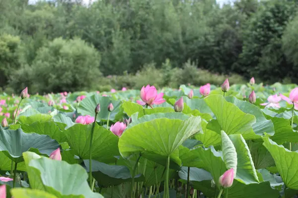 Lotus lake, Lotus flowers, beauty