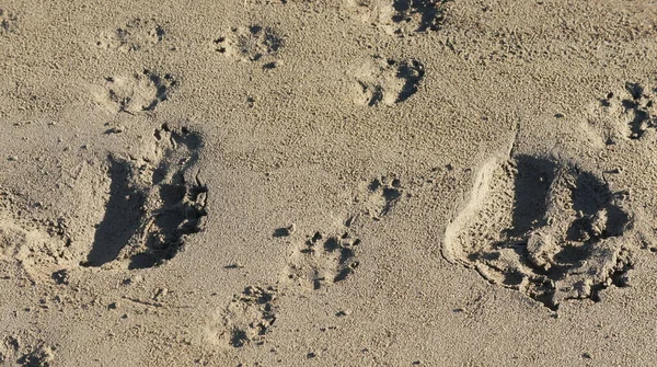 Orso tracce nella sabbia. — Foto Stock