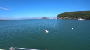 Deniz kenarındaki martıları besliyoruz, tekne gezisi...