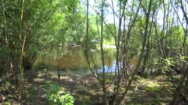 Nehrin yakınındaki ormanda yürü.