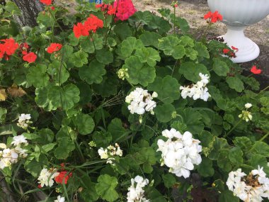 Çiçek tarlasında beyaz ve kırmızı sardunyalar, güzel çiçekler 