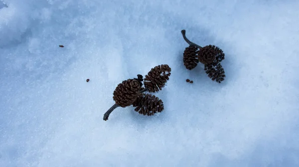 Pequeños conos de aliso sobre nieve blanca, invierno —  Fotos de Stock