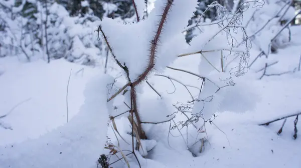 Arbusto de frambuesa congelado cubierto de nieve, arbusto espinoso en invierno —  Fotos de Stock
