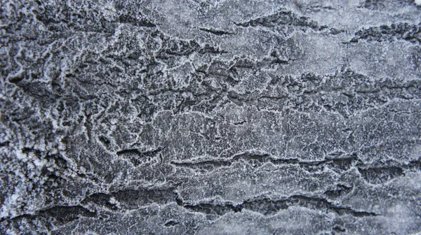 Kavak ağacı kabuğu dondu, buz saçakları kabukta, arka plan