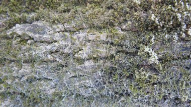 Ağacın kabuğunda yosun, kozalaklı bir ağacın kabuğunda.