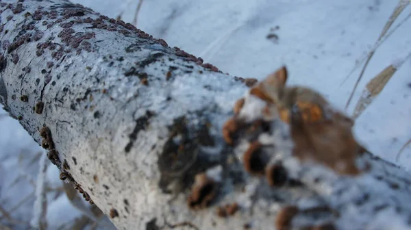 桦树树干，冬天树皮 — 图库照片
