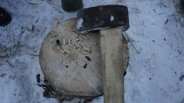 大麻上的碎屑，劈柴，树皮甲虫 — 图库照片