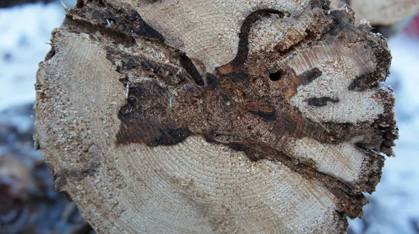 Doğal desenli bir ağaç kesimi.