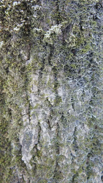 Φλοιός από ένα παλιό κωνοφόρο δέντρο, βρύα στο φλοιό ενός δέντρου κάθετη φωτογραφία — Φωτογραφία Αρχείου