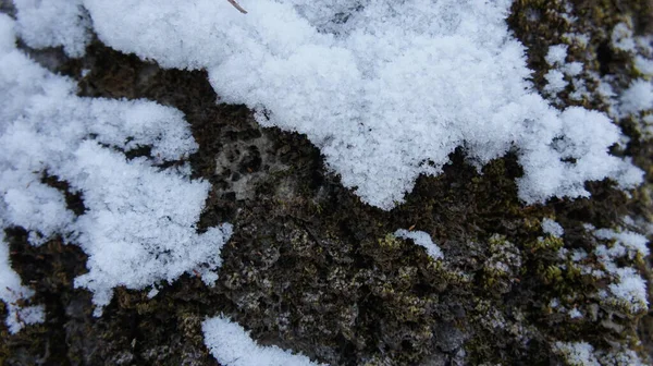 Nieve en la corteza de un árbol viejo, corteza de un árbol de coníferas — Foto de Stock