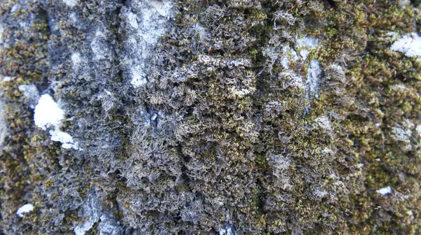 Vecchio albero corteccia, muschio sul tronco dell'albero — Foto Stock