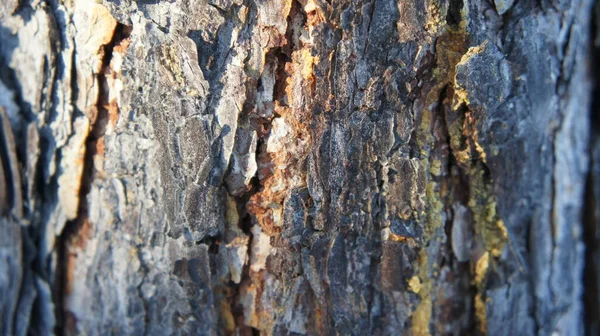 Tarla kuşu kabuğu arka planda, ağaç kabuğunda reçine