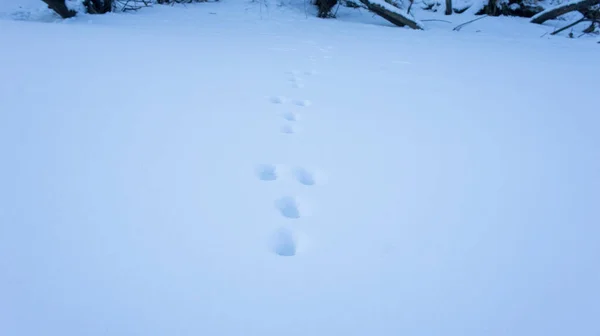 Pistas de liebres en la nieve, pistas de animales de invierno —  Fotos de Stock