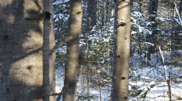 Troncos de coníferas no fundo de uma floresta de inverno — Fotografia de Stock