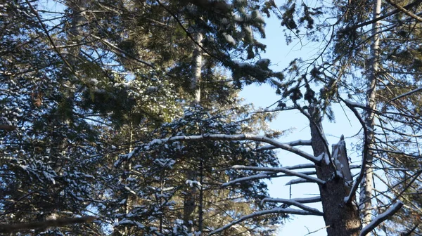 Bosque denso de coníferas, coronas de árboles, invierno en el bosque —  Fotos de Stock