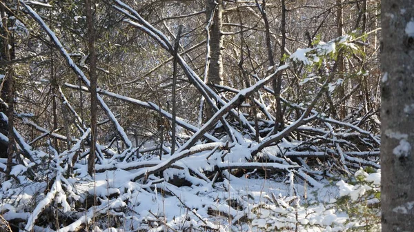 Floresta de inverno, árvore caída velha na neve — Fotografia de Stock