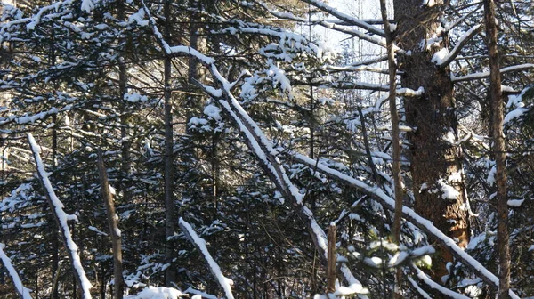 Bosque denso de coníferas, invierno en el bosque — Foto de Stock