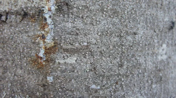 Ladin ağacı kabuğu arka plan, ağaç kabuğu dokusu