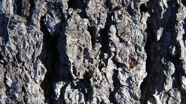 Achtergrond schors van een oude boom, schors van sparren — Stockfoto