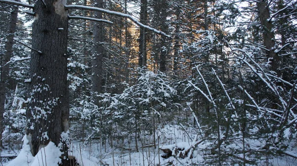 Severní příroda, zimní les, stromy ve sněhu — Stock fotografie