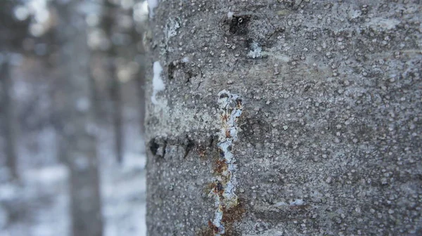 冬季森林背景下的树干 — 图库照片