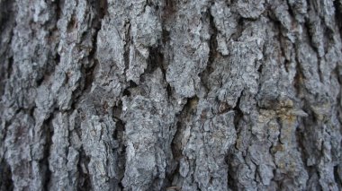 Eski bir ağacın kabuğu, ladin kabuğu.