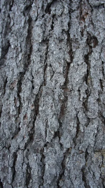 Albero corteccia sfondo, vecchio albero corteccia verticale foto — Foto Stock