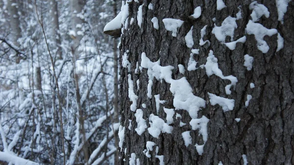 O latido de uma grande árvore no fundo de uma floresta de inverno. — Fotografia de Stock