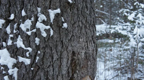 Tronco de árvore de abeto, no fundo da floresta de inverno — Fotografia de Stock