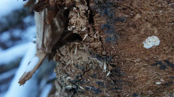 Árbol viejo aserrado, aserrado, cortado de cerca —  Fotos de Stock