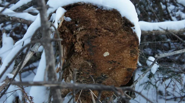Stará pilka na stromě ve sněhu — Stock fotografie