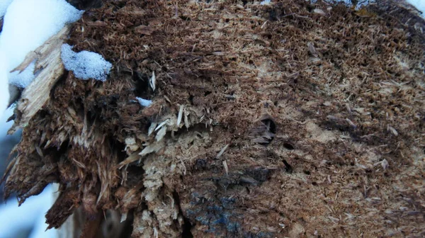 Ormanda yakacak odun için yürüyüş, sürükleme için yakacak odun.