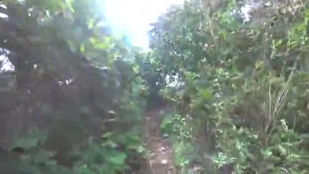 Climbing the hill through the bushes, making my way through the thickets. — Stock Video