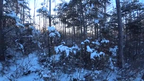 Las zimowy, natura północy — Wideo stockowe