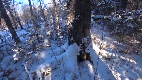 Foresta invernale con vecchi grandi alberi, neve nella foresta — Video Stock