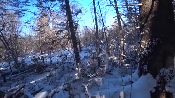 Foresta invernale con vecchi grandi alberi, sole splendente tra gli alberi — Video Stock