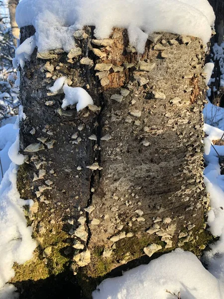 Karda kütük, kışın ağaç gövdesi.