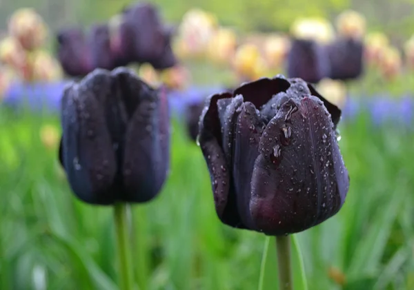 Tulipanes negros después de la lluvia . — Foto de Stock