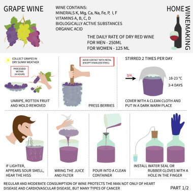 Evde şarap yapımı. Üzümden şarap. Infographics.