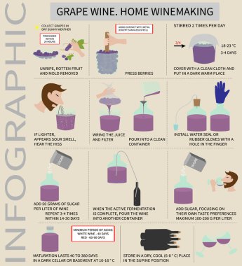 Evde şarap yapımı. Üzümden şarap. Infographics.