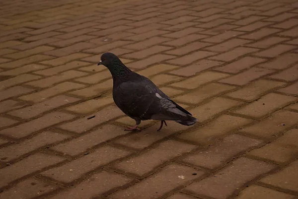 One dark-colored pigeon on the ground