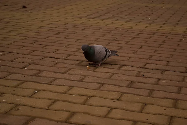 Pombo Cor Escura Chão — Fotografia de Stock