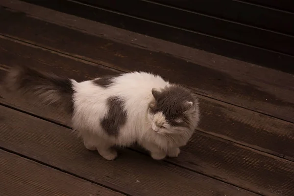 Gato Blanco Esponjoso Con Manchas Grises Sobre Fondo Madera Oscura —  Fotos de Stock