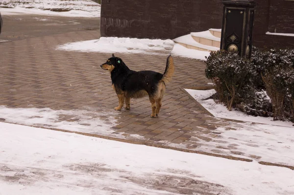 冬には 耳にチップを付けた野良犬が街を歩きます — ストック写真