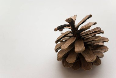 Beyaz arka planda bir Noel ağacı konisi.